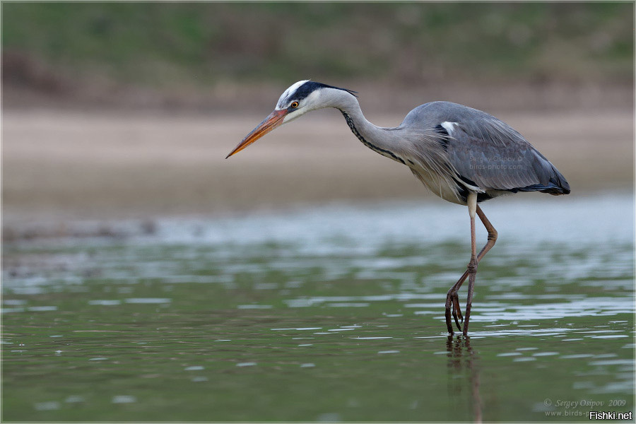 роджер бансмер – картины. белая цапля астраханский заповедник. цапля на одной ноге. исполинская цапля. цапля на одной ноге.