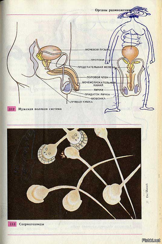 Уроки половой орган. Строение половых органов для детей. Учебник биологии размножение людей. Биология анатомия человека учебник. Размножение людей.