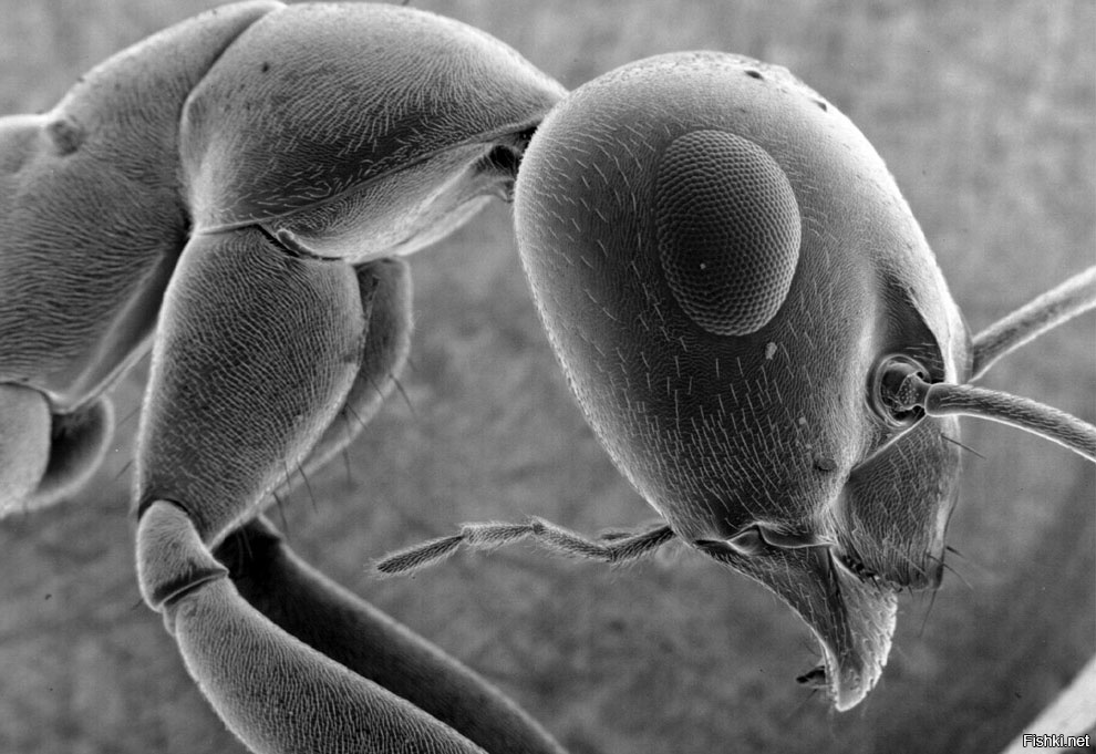 Микробы крупным планом