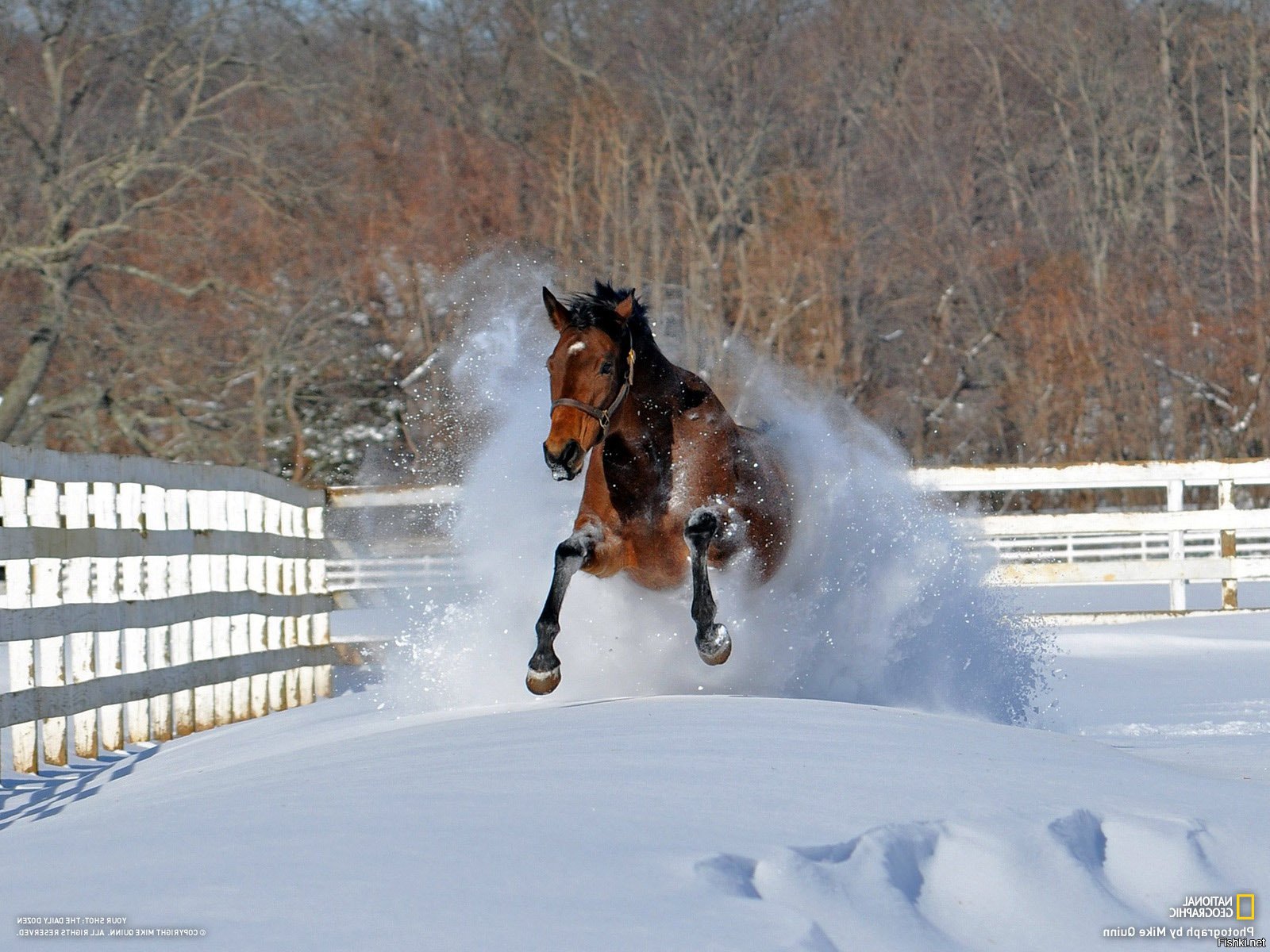 На коне в снегу. Лошади в снегу. Лошади зимой. Снежный конь. Лошадь бежит по снегу.