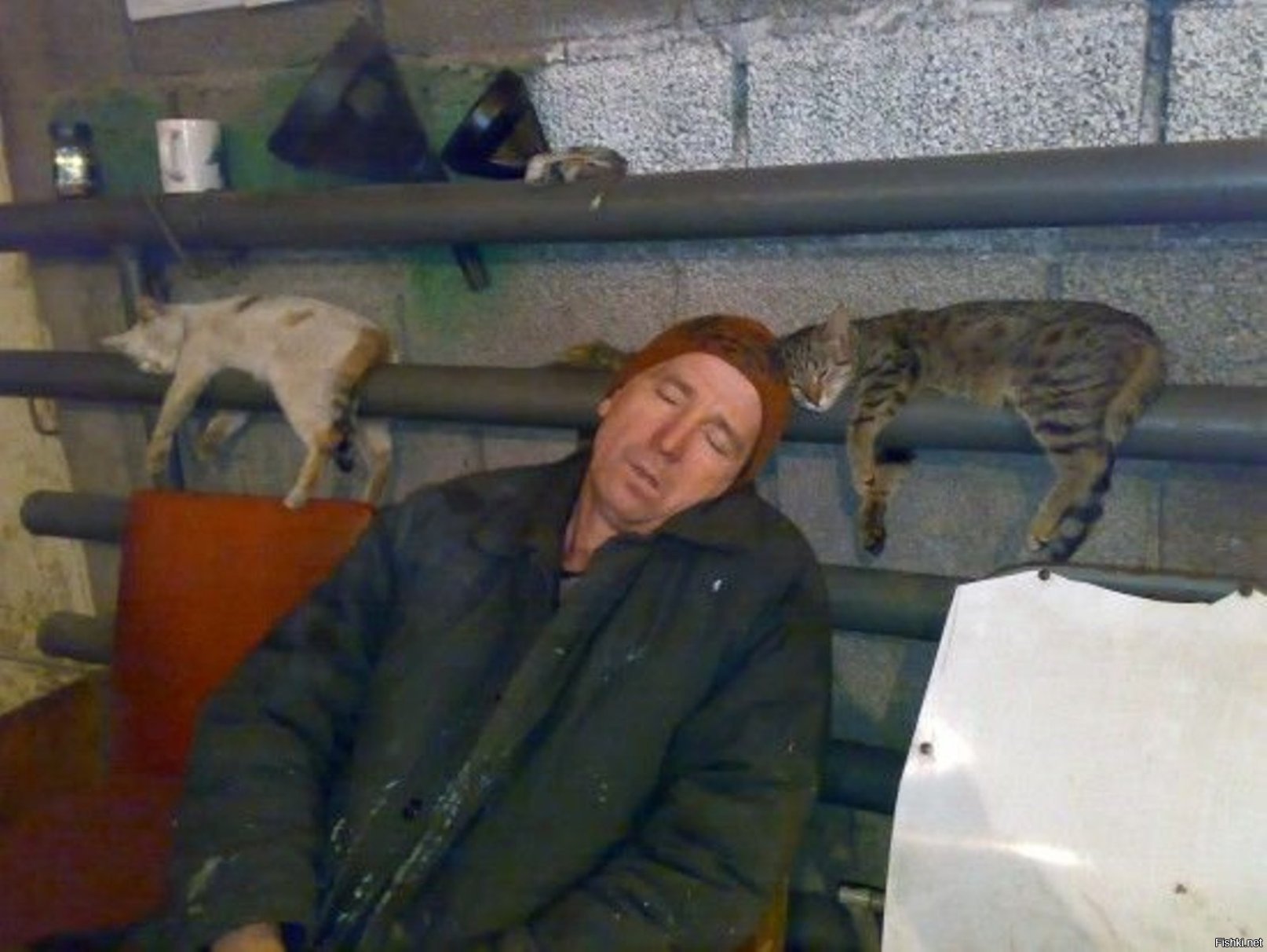 Котики на заводе
