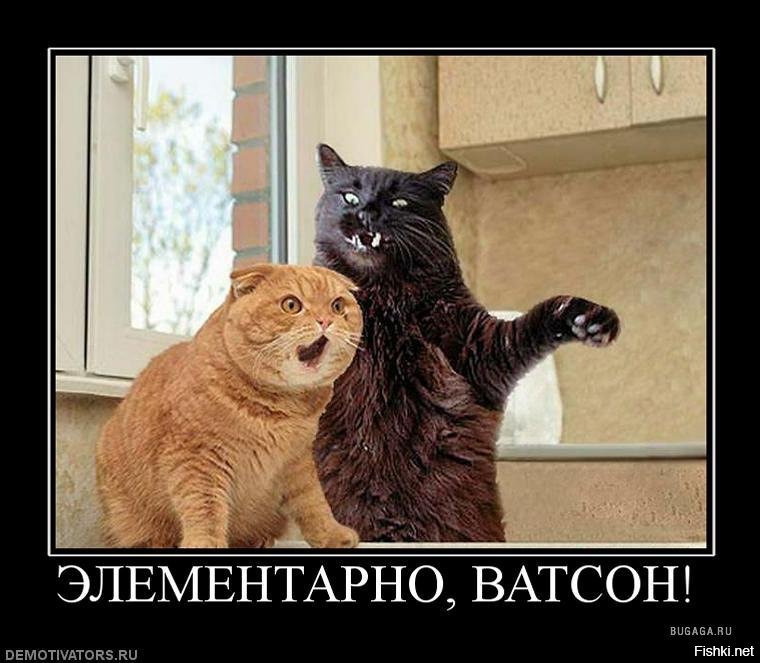 Демотиваторы Коты
