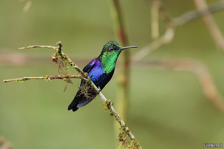 колибри приспособление к среде обитания. колибри среда обитания. птичка колибри. колибри среда обитания. орлиноклювый колибри.