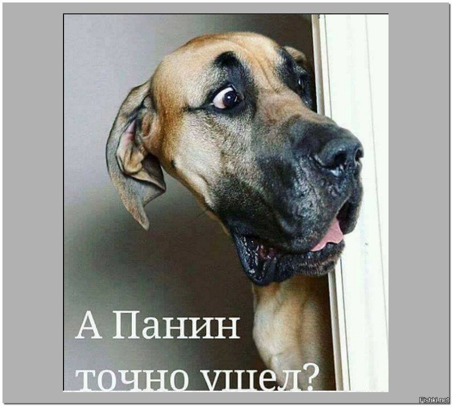 Животных, картинка панин приколы