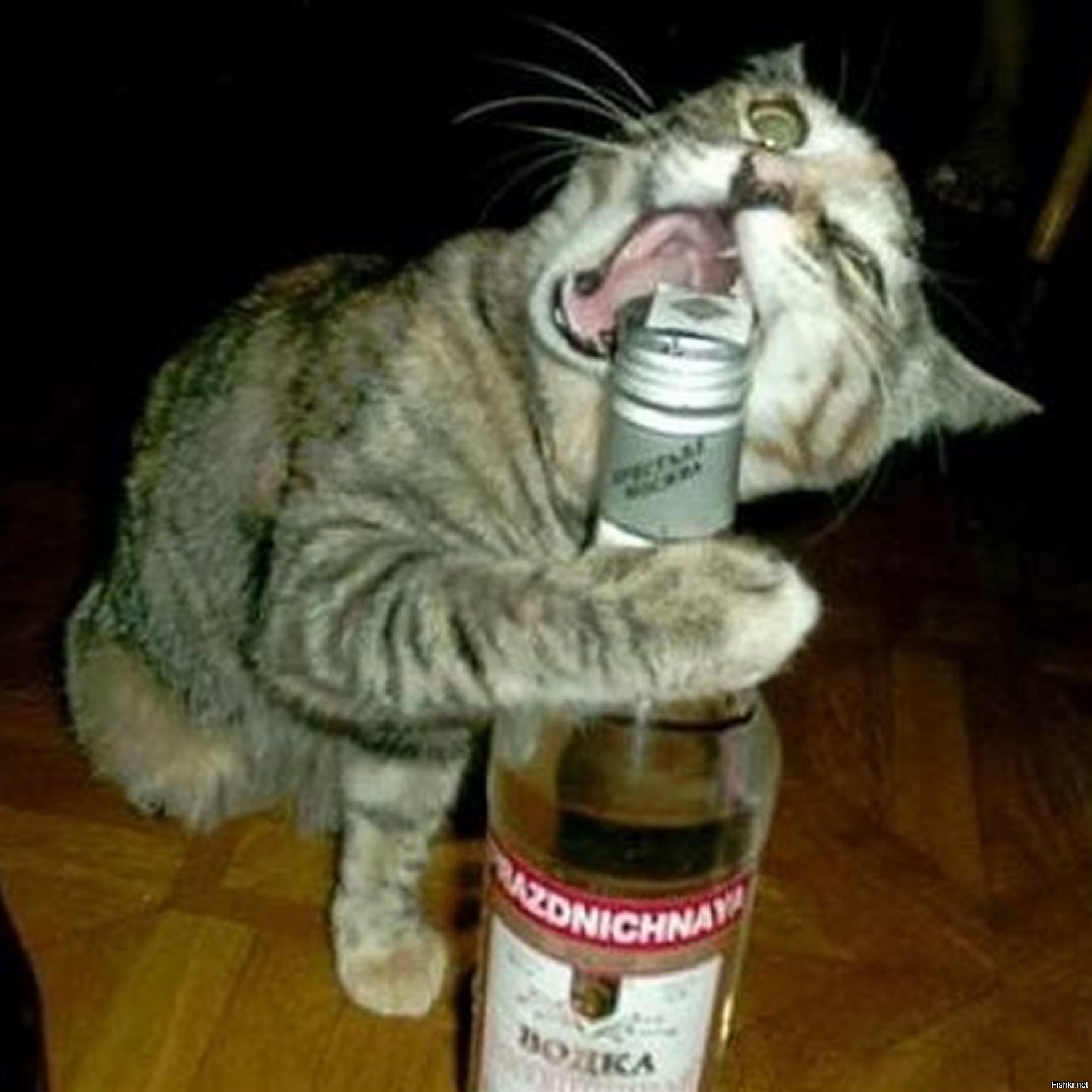 Пьющая кошка. Кошка кран. Кот с выпивкой. Кошка которая не пьет. Кошка пьет молоко.