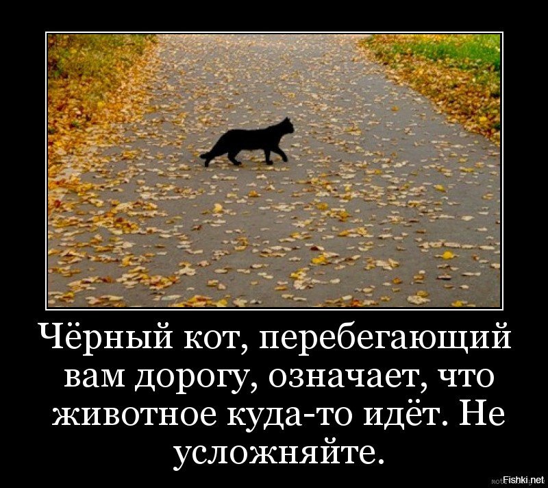 Приметы перейти дорогу. Если черный кот дорогу перейдет. Кошка перебежала дорогу. Если черная кошка перебежала дорогу. Черный кот переходит дорогу.