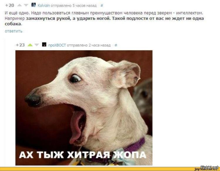 Картинка ах тыж хитрая жопа