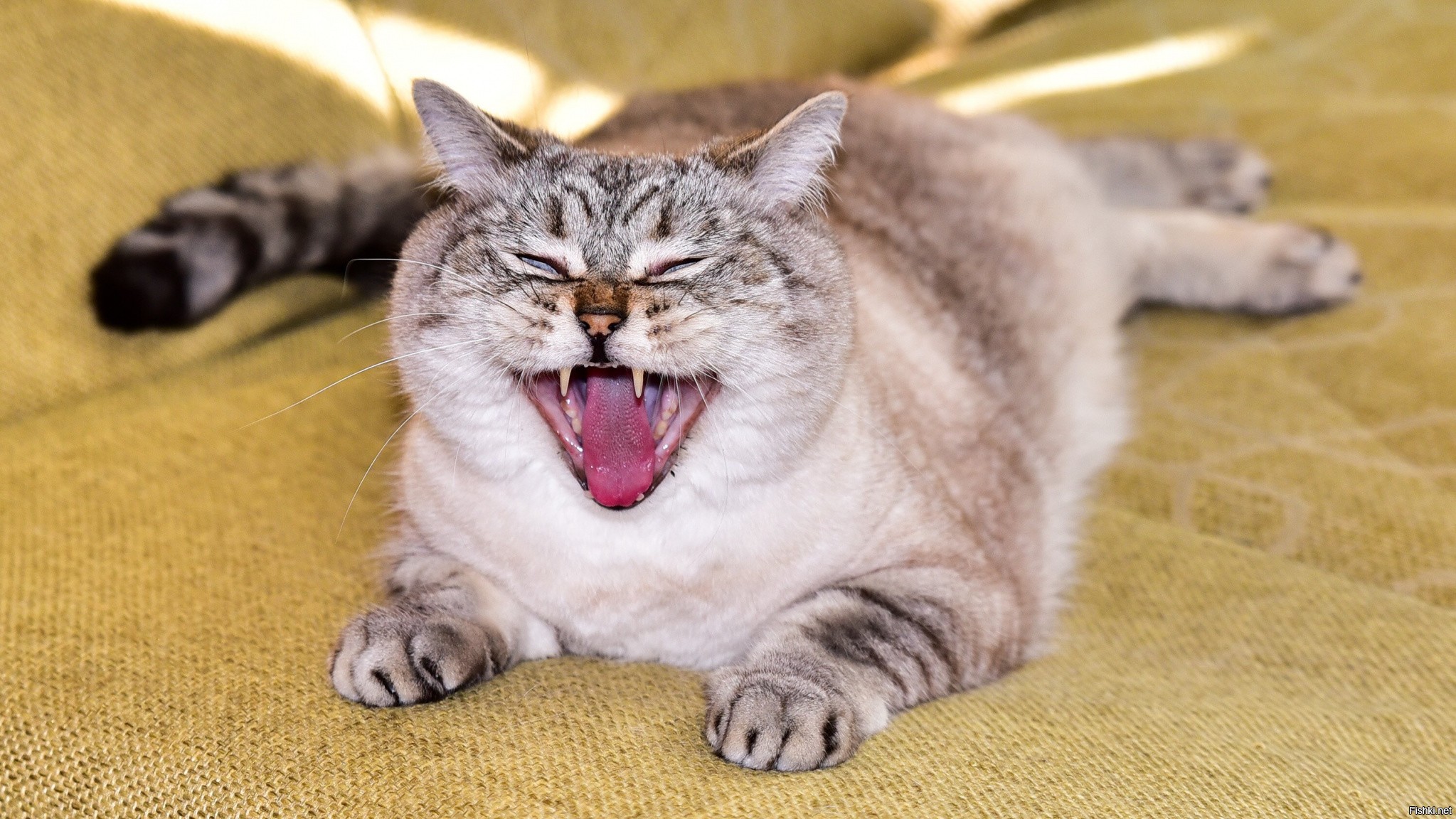 Кот ма