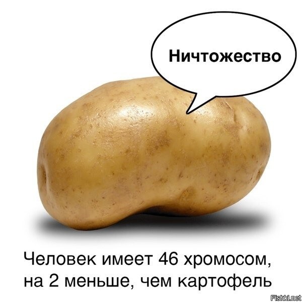 сколько хромосом у пантеры