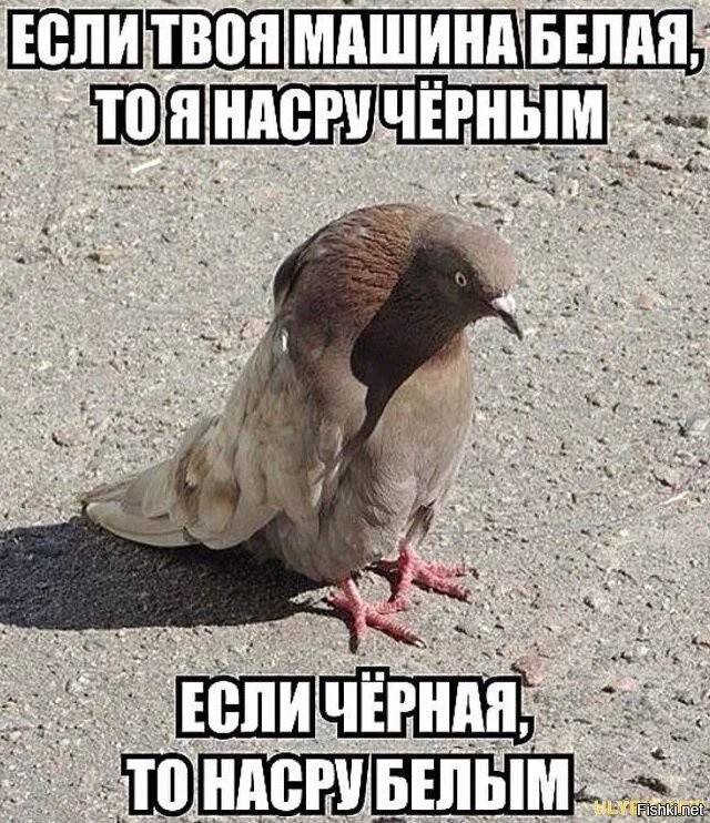 Голубь прикольные картинки