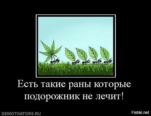 Мем Про Подорожник