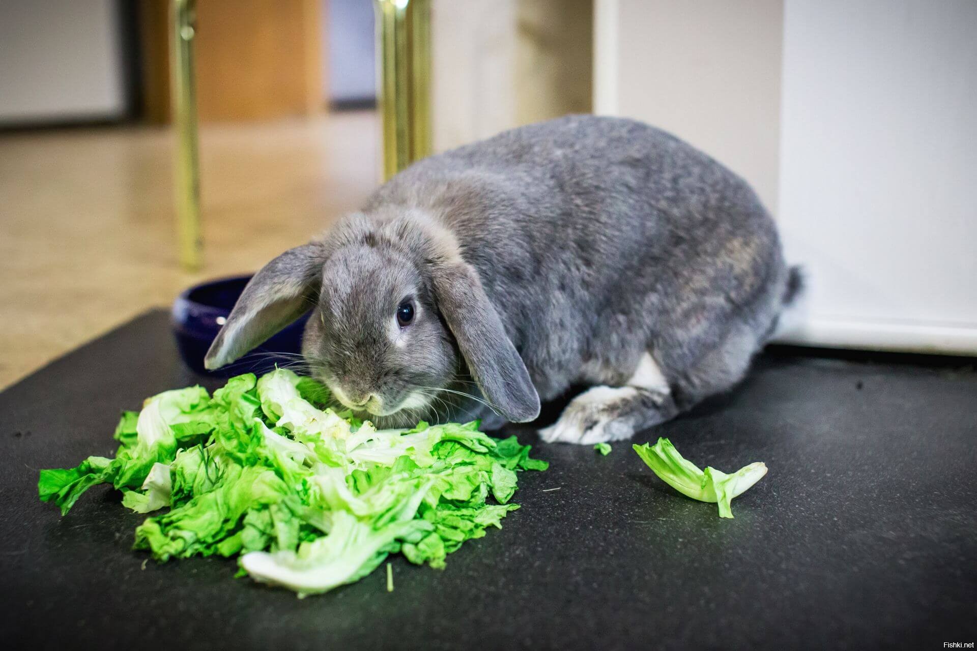 Office krolik. Еда для кроликов. Дрейн кролик. Что едят кролики. Кролик кушает.