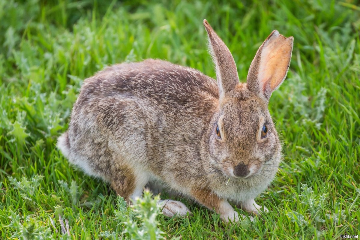 Заяц рваное ухо