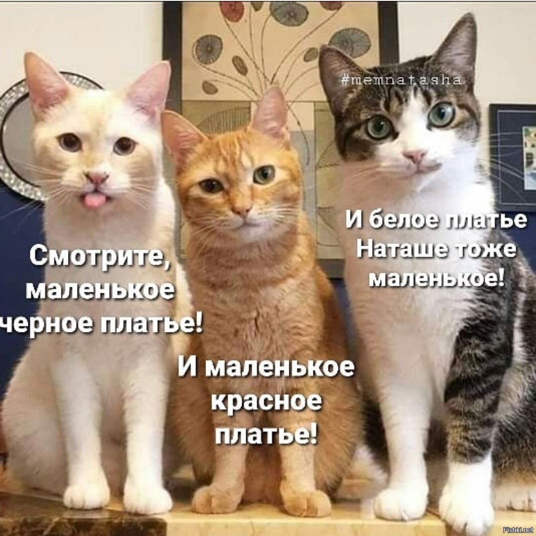 3 кота смешные приколы