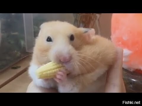 Картинка хомяк с бананом во рту