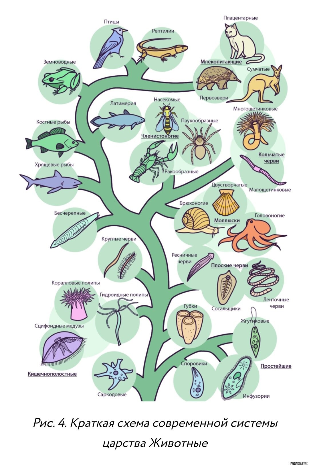 Царство животные систематика схема