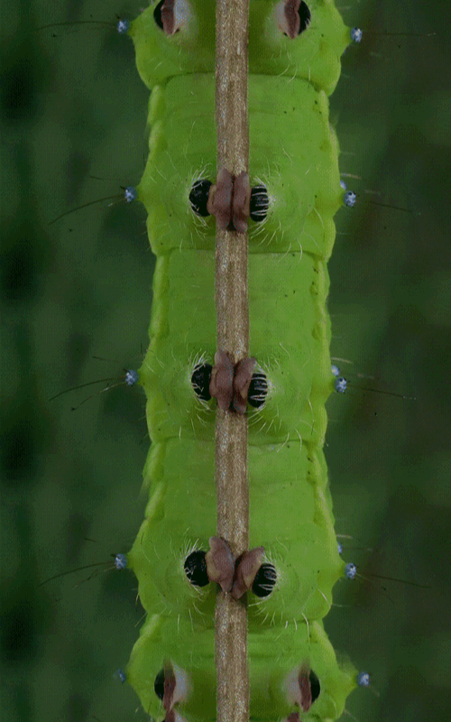 Мохнатая гусеница мухоловка. Гусеница проползла. Гусеница ползет по стволу. Гусеница ползет. Гусеница капустницы.