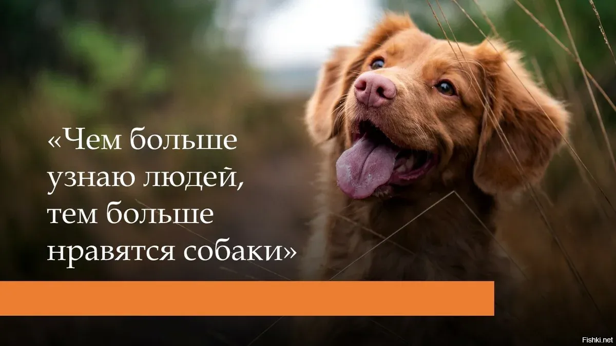 Картинки с надписями чем больше узнаю людей тем больше нравятся собаки