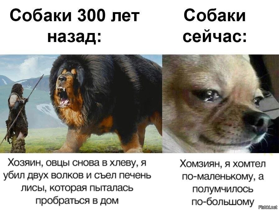 Древнерусские клички собак мем