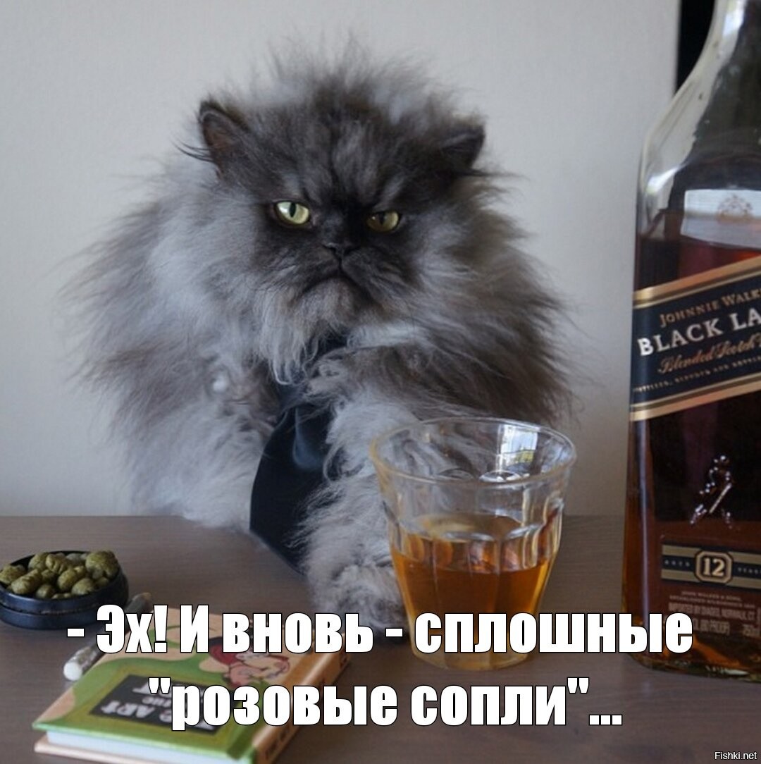 Кот пьяный