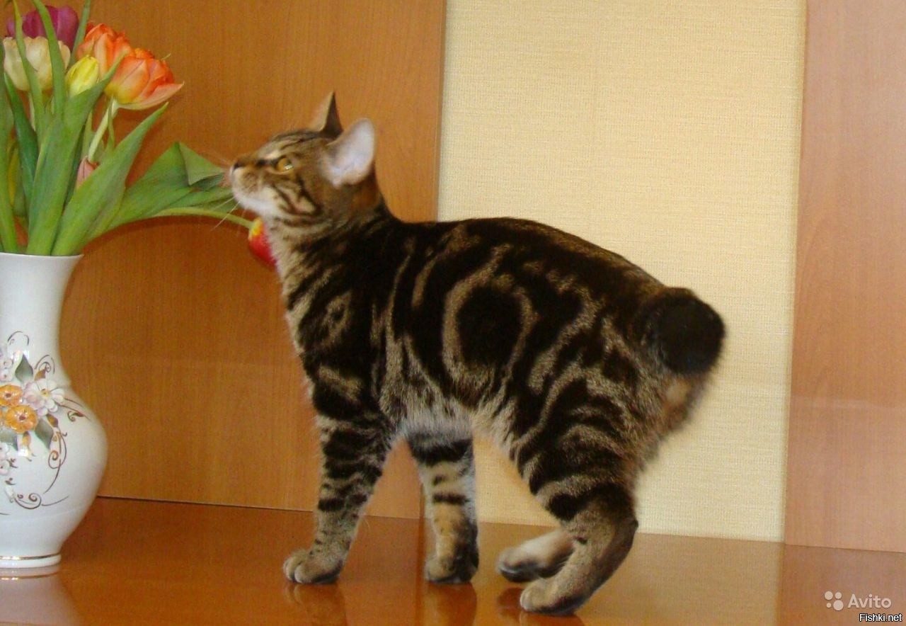Курильский бобтейл черный