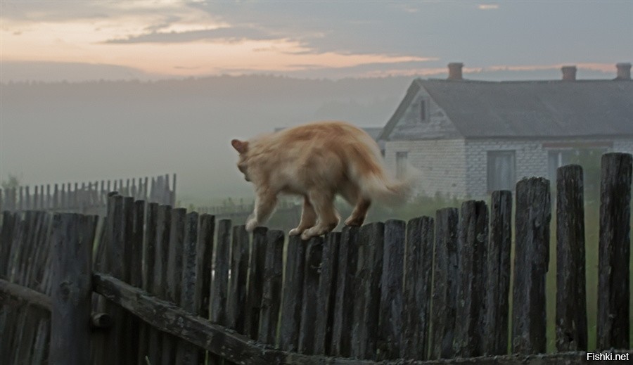Уходящий Кот Картинки