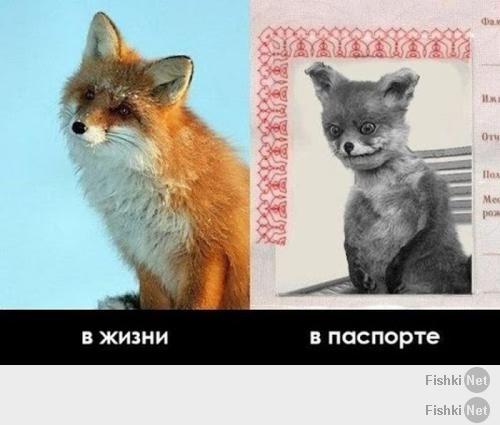 http://fishki.net/upload/users/387253/201403/10/tn/b322b91e0601f2ccb02ce03dbf4faead.jpg