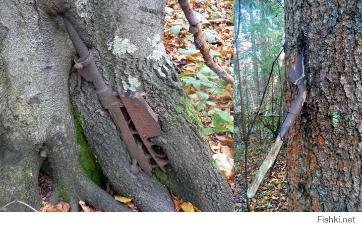 Отголоски подношения геншин артефакты. Диего перетти. Нашли отголосок. Археологический отголосок «анжелюса» милле. Нашли отголосок.