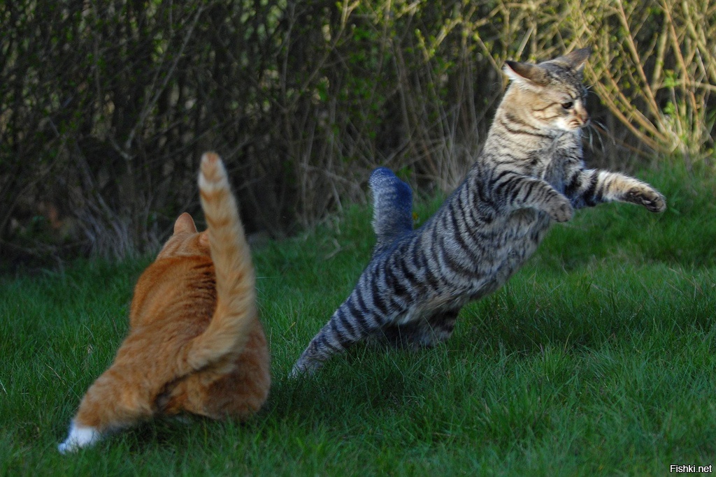 Catfighting Pictures