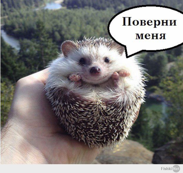 Xb;sr. Милые ежики. Степной еж. Ежик с мамой. Ну это ежик.