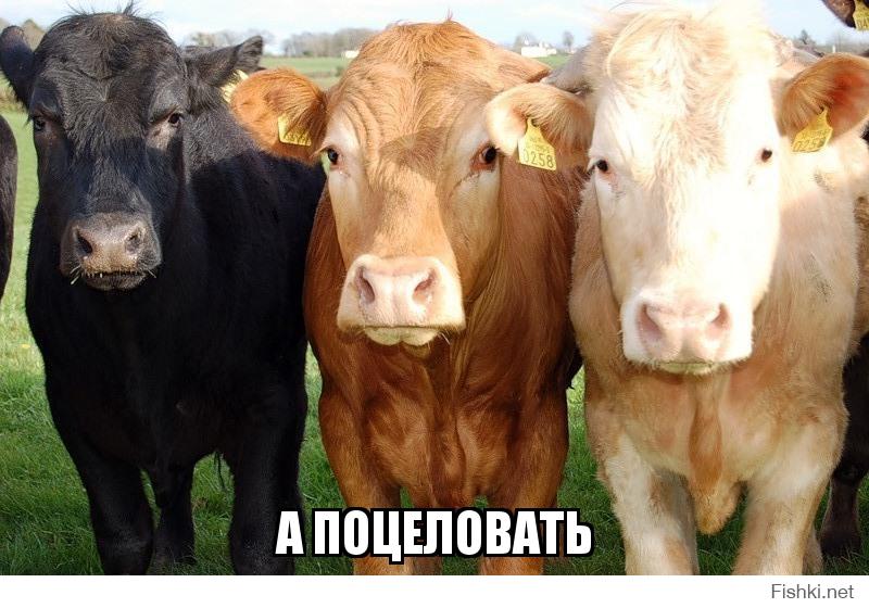 Теленок 1 год. Купить бычки из хакасии. 3 бычка. Сельскохозяйственные животные. Год и три месяца бычки.